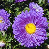 China aster