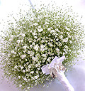 Baby's Breath