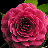 Camellia