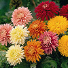 Chrysanthemum