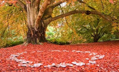 Image of Fairy Ring in forest