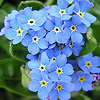 Forget-me-not