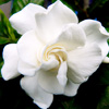 Gardenia