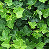 Ivy