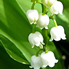 Lily of the Valley