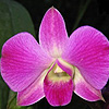 Orchid