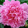 Peony