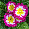 Primrose