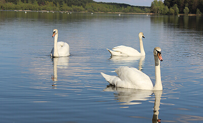 Children Of Lir