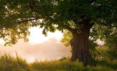 Tree of Life - The Oak Tree