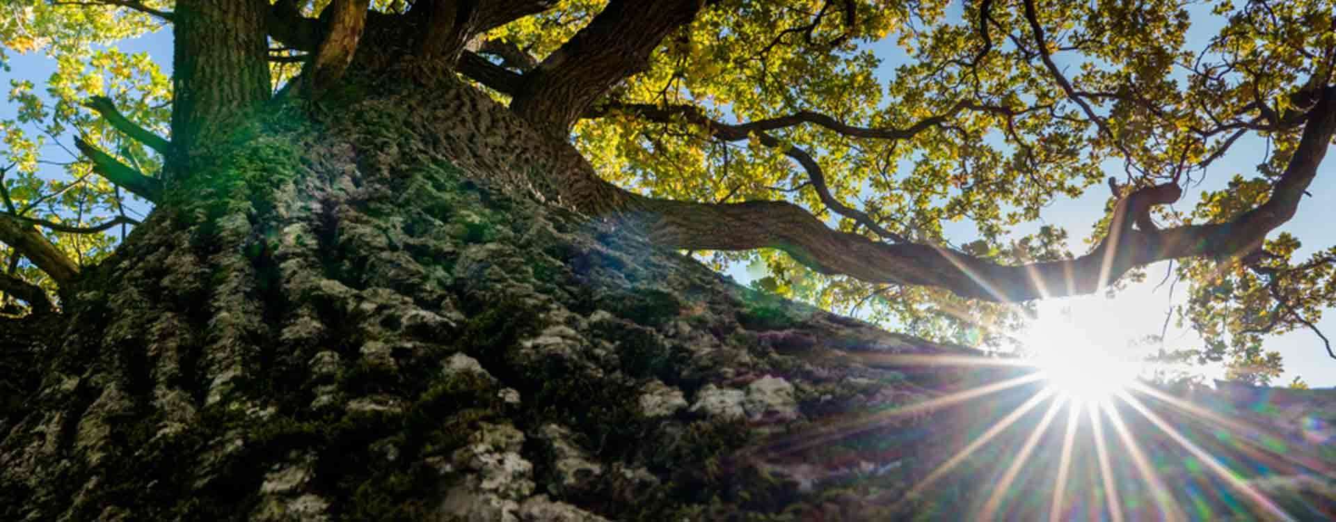 L'arbre de vie celtique